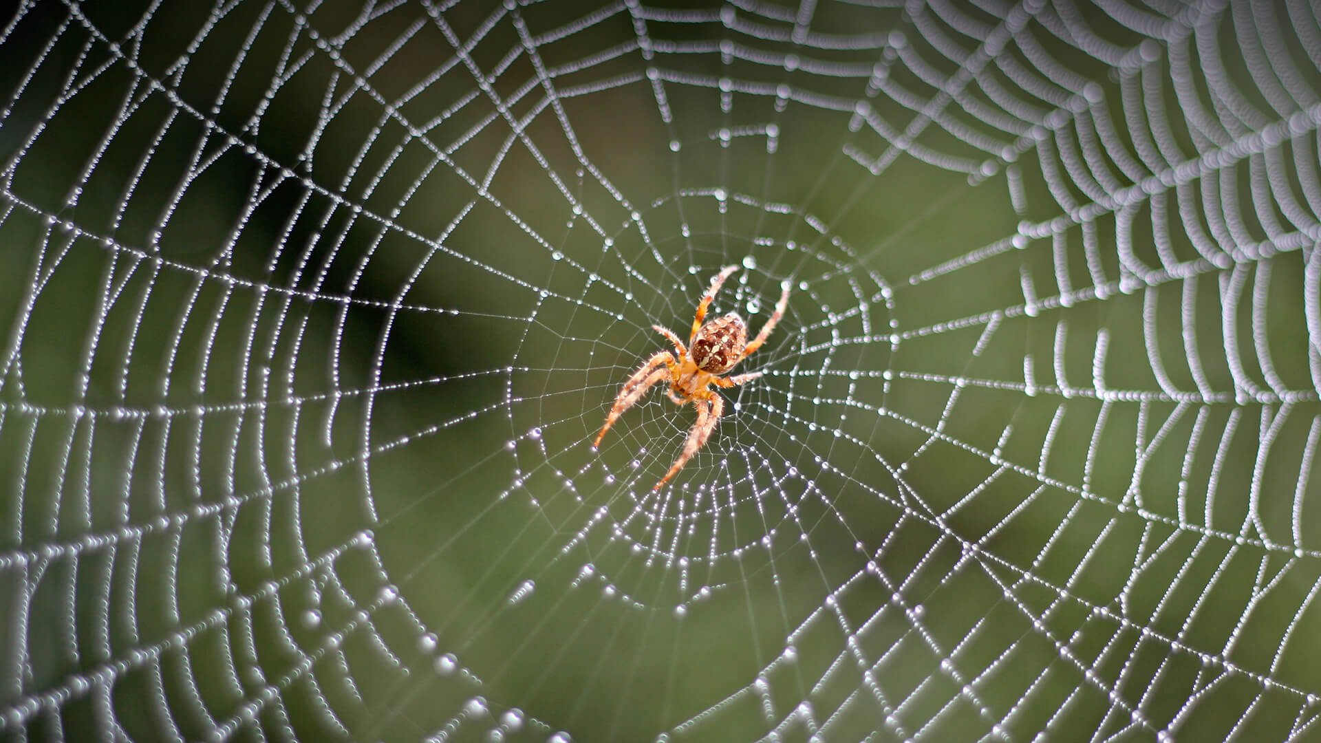 Spider control in Holly Springs, NC