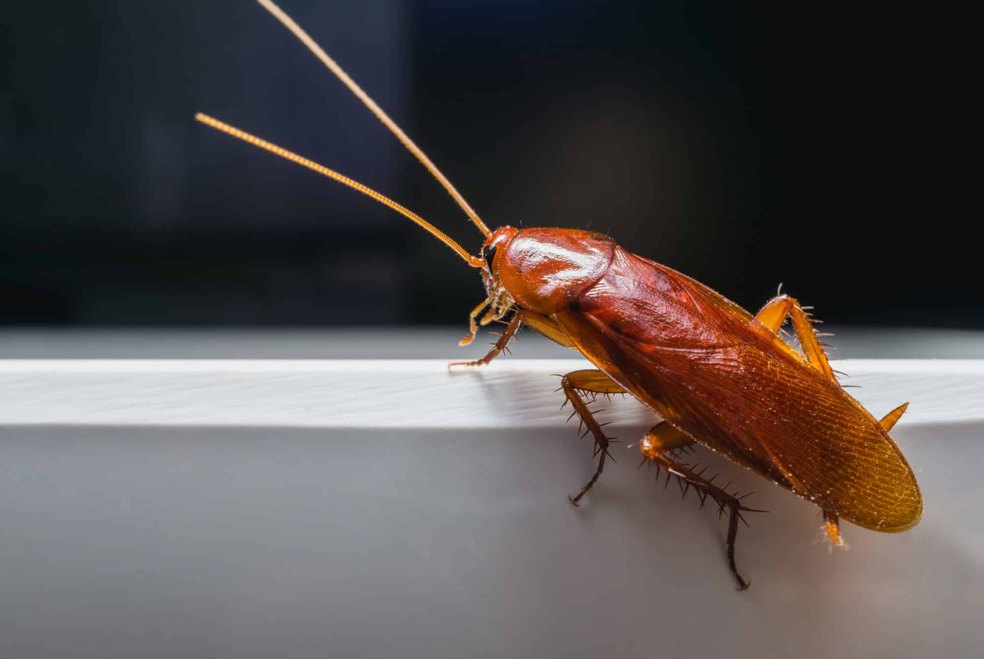 Cockroach control in Holly Springs, NC