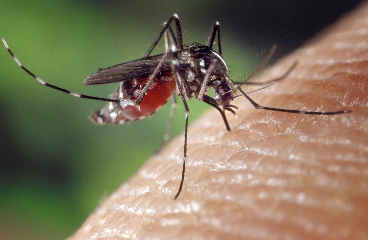 Mosquito control in Holly Springs, NC