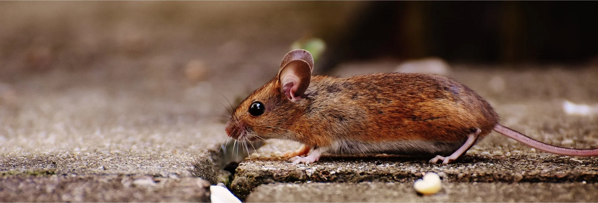 Mice and rat control in Holly Springs, NC